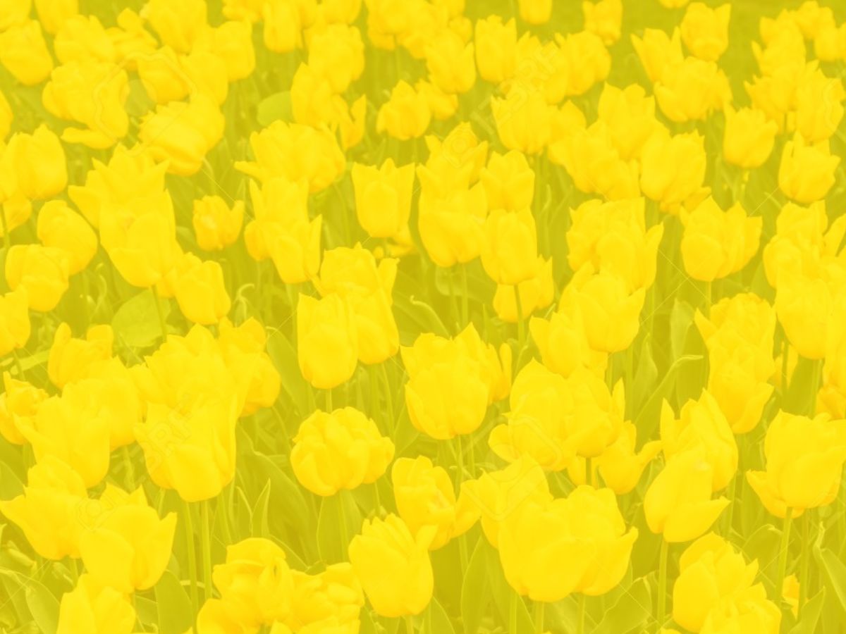 Amarillo